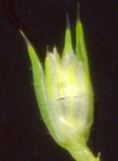Amaranthus retroflexus L. / Amaranto comune